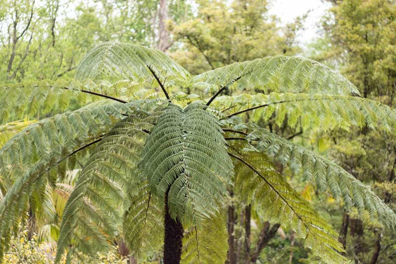 Australian Tree Fern Growth Rate