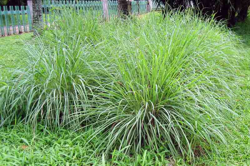 Citronella Plant (Cymbopogon nardus)