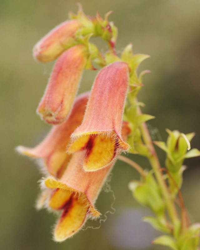 Digitalis obscura (Sunset Foxglove)