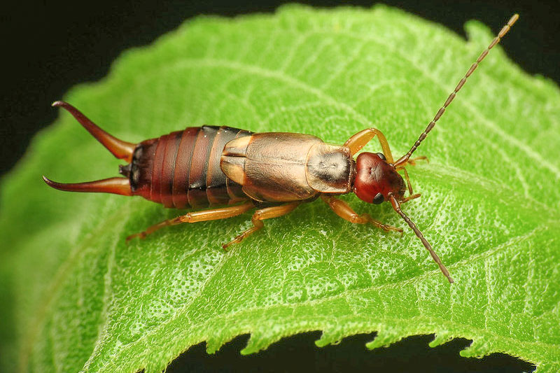 Earwigs Unveiling the Myths and Facts About These Insects