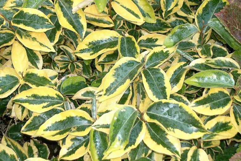 Elaeagnus x submacrophylla 'Gilt Edge' (Oleaster)