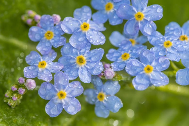 How to Grow and Care with Success