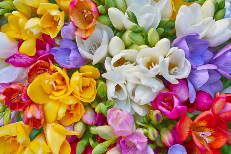 Freesia Flowers Fragrance and Elegance in Your Garden