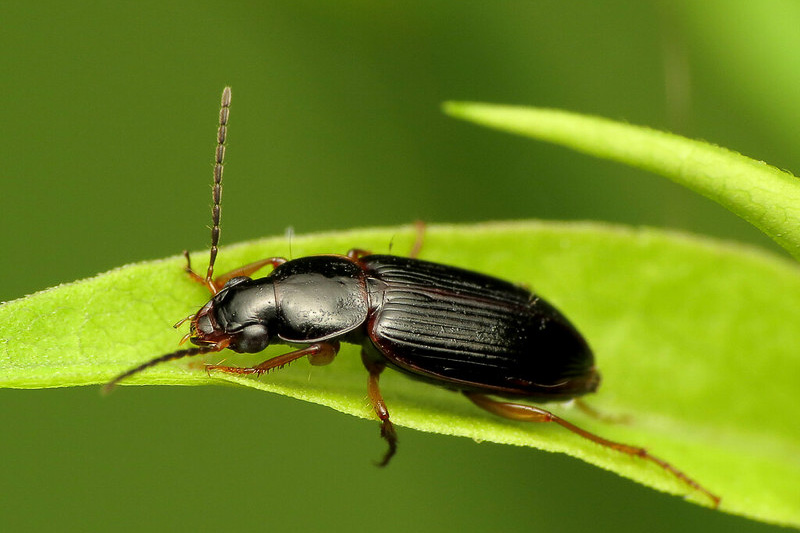 Ground Beetle Features, Behavior, and Benefits