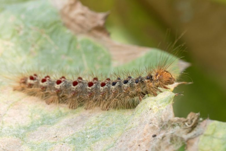 Gypsy Moth Guide How to get rid of it