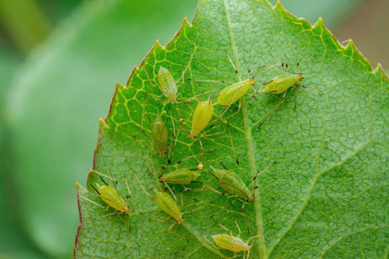 How To Get Rid of Aphids