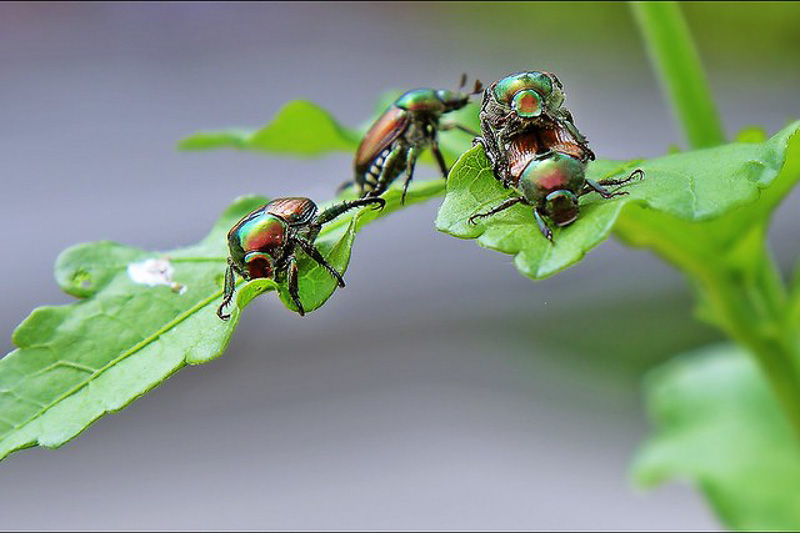 How To Get Rid of Japanese Beetles