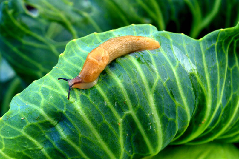 How To Get Rid of Slugs