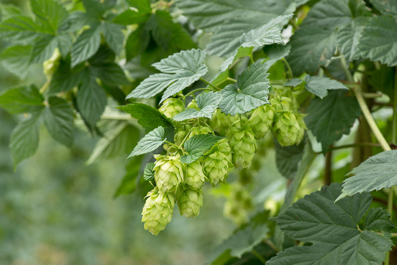 Humulus lupulus Hop)