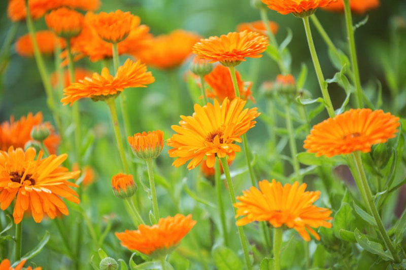 Calendula How to Grow and Care with Success