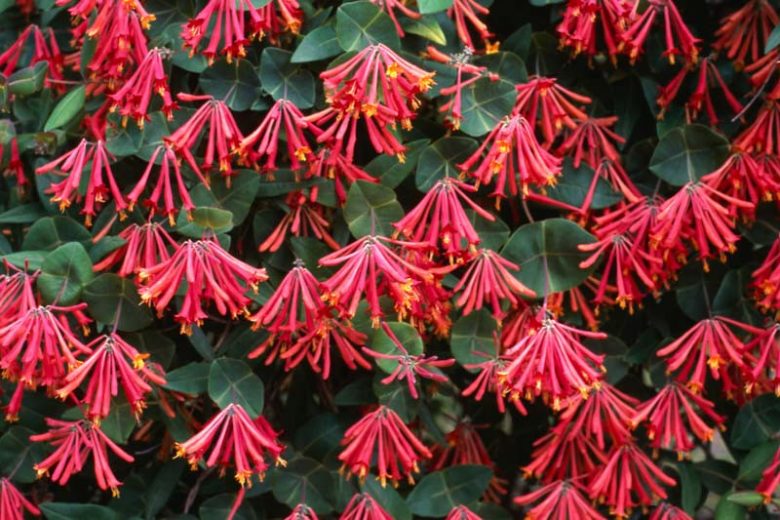 Lonicera sempervirens (Trumpet Honeysuckle)