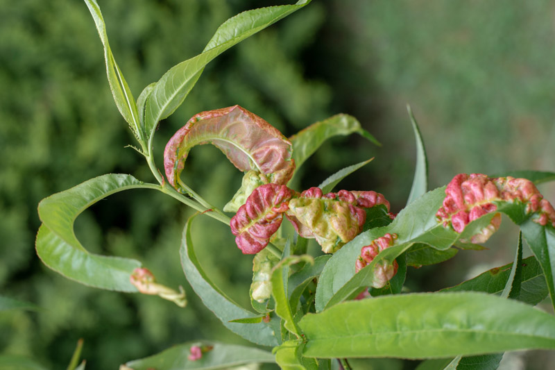 Peach Leaf Curl Identify, Prevent and Treat it