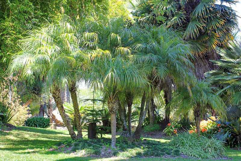 Dwarf Royal Palm Tree