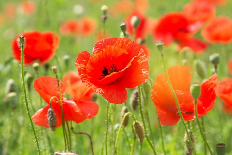 Poppy Flower A Burst of Color and History in your Garden