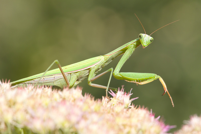 Praying mantis Deadly predator or peaceful garden helper? Praying mantis Deadly predator or peaceful garden helper?