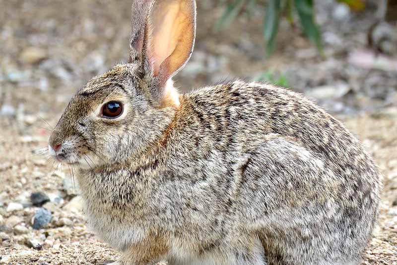 Rabbits 6 Effective Methods to Keep Rabbits out of Your Garden