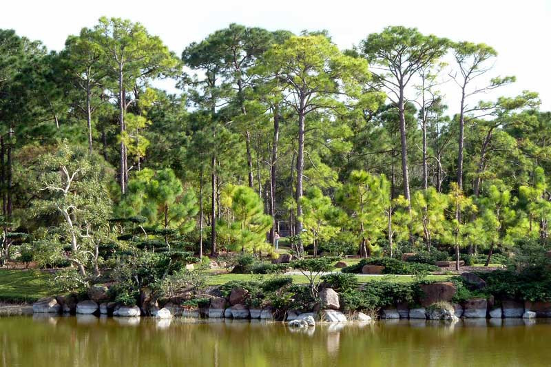 Native Evergreen Trees for Alabama