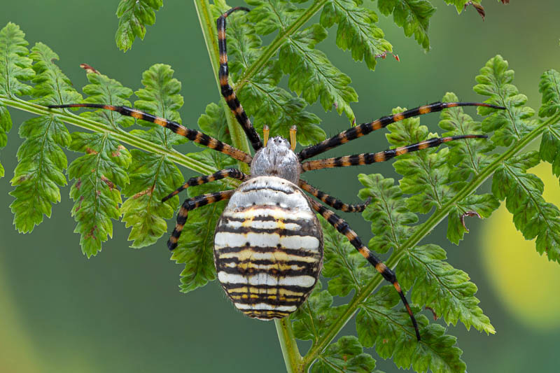 Spiders Master Weavers of the Garden