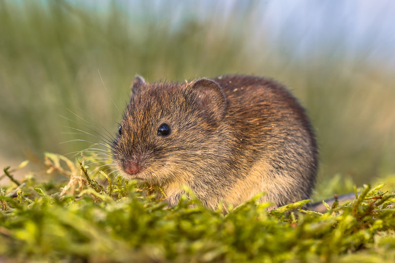 Voles 8 Effective Methods to Get Rid of them