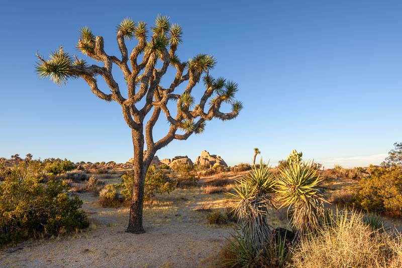Joshua Tree (Yucca brevifolia)