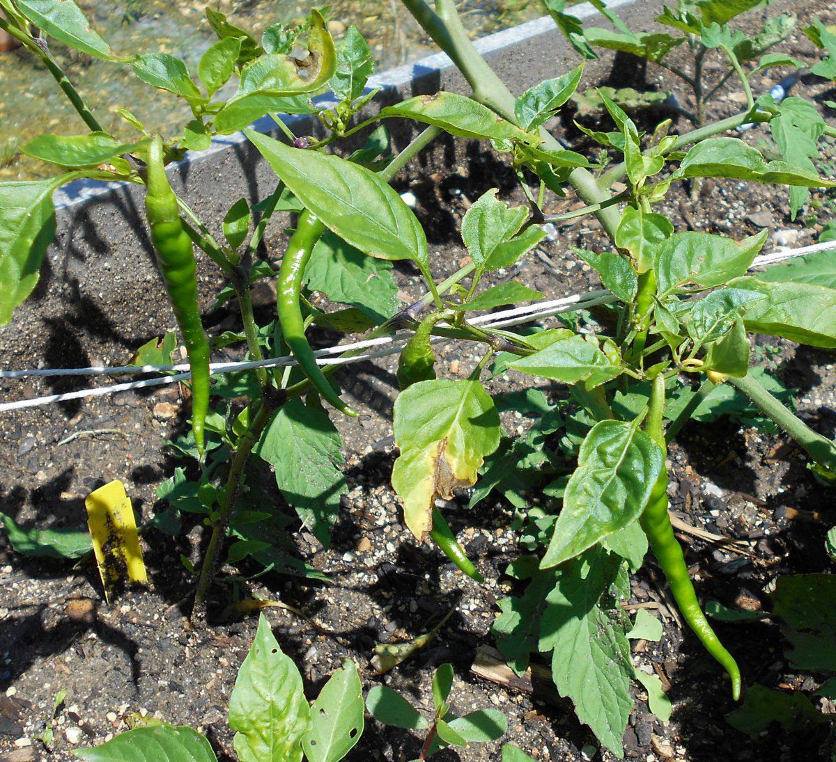 Some pictures of my garden Page 2 Gardening Forums