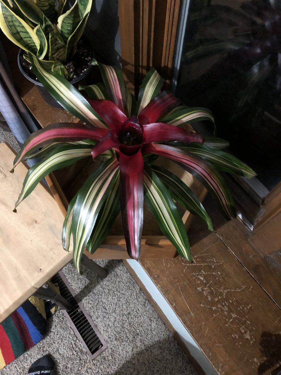 Please help me identify these 3 house plants Gardening