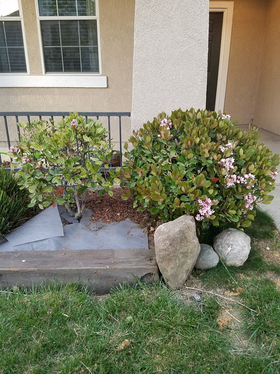 Hello fellow gardeners! Happy to join the forum. Need help with two