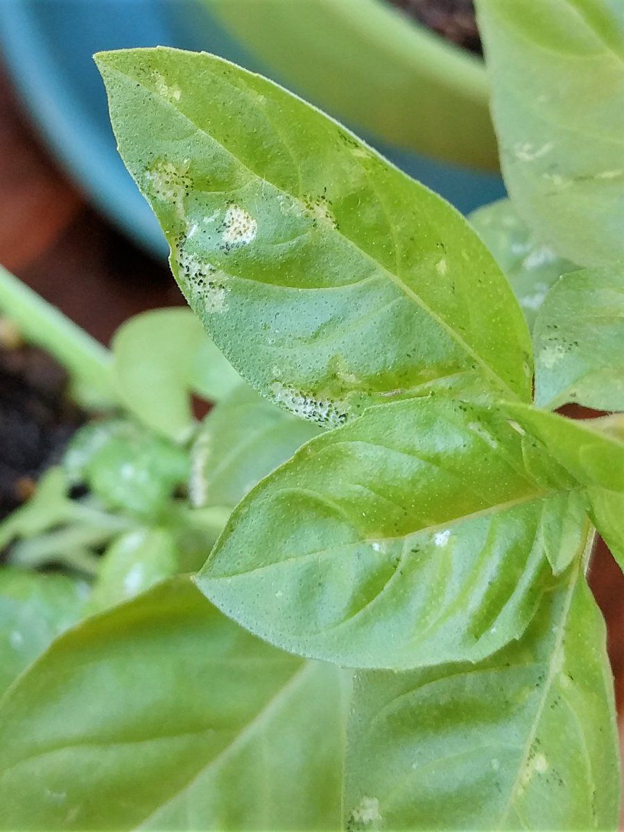 Changes in the color and appearance of stool are likely to happen from time to time and cannot always be prevented. White Patches With Black Dots On Herbs Gardening Forums