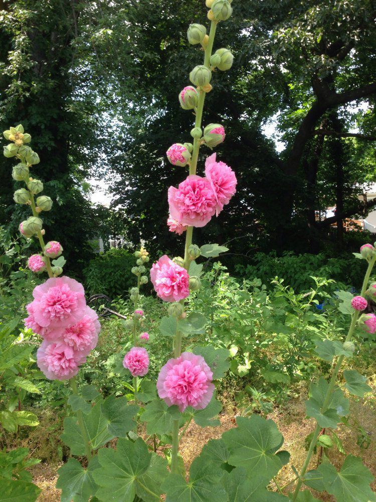 Tall plant with pink flowers Gardening Forums