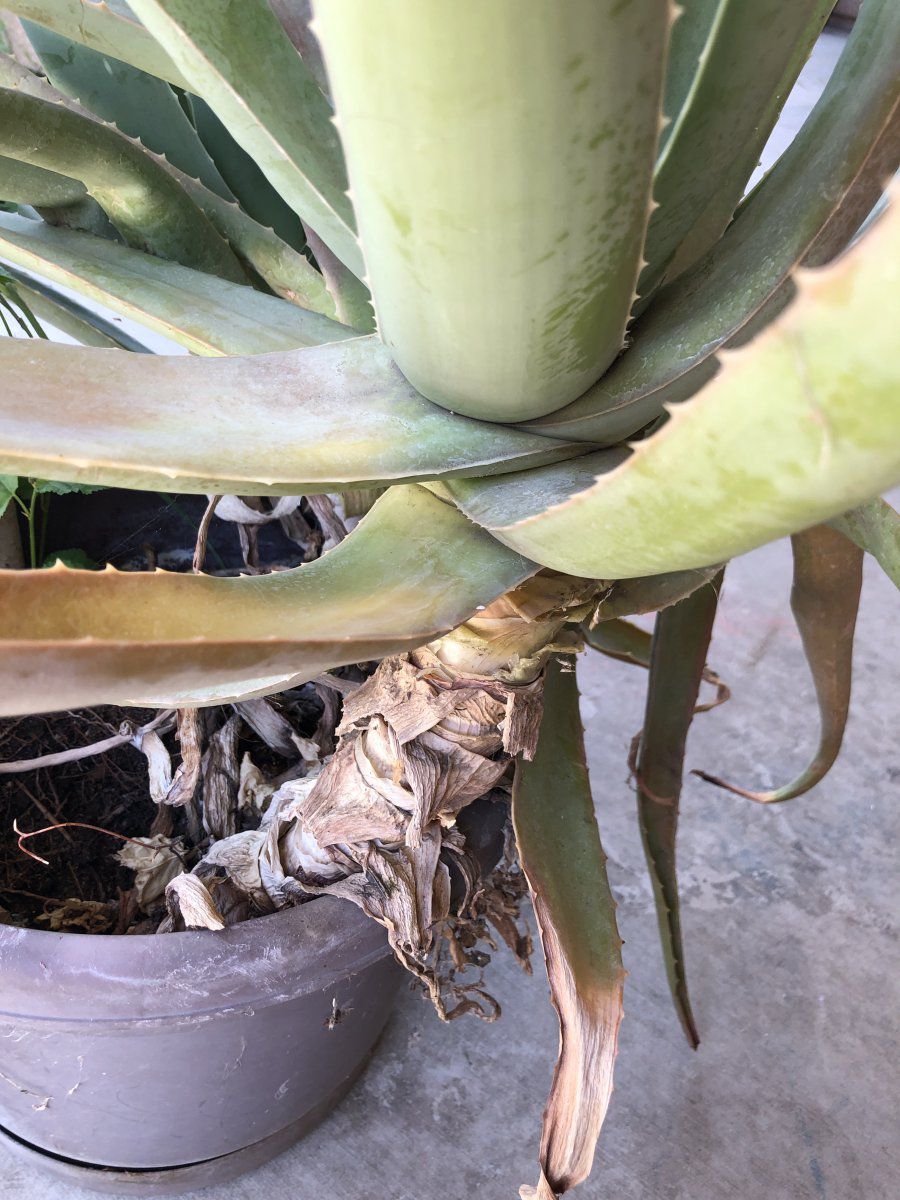 Transplanting Aloe Vera plant Gardening Forums