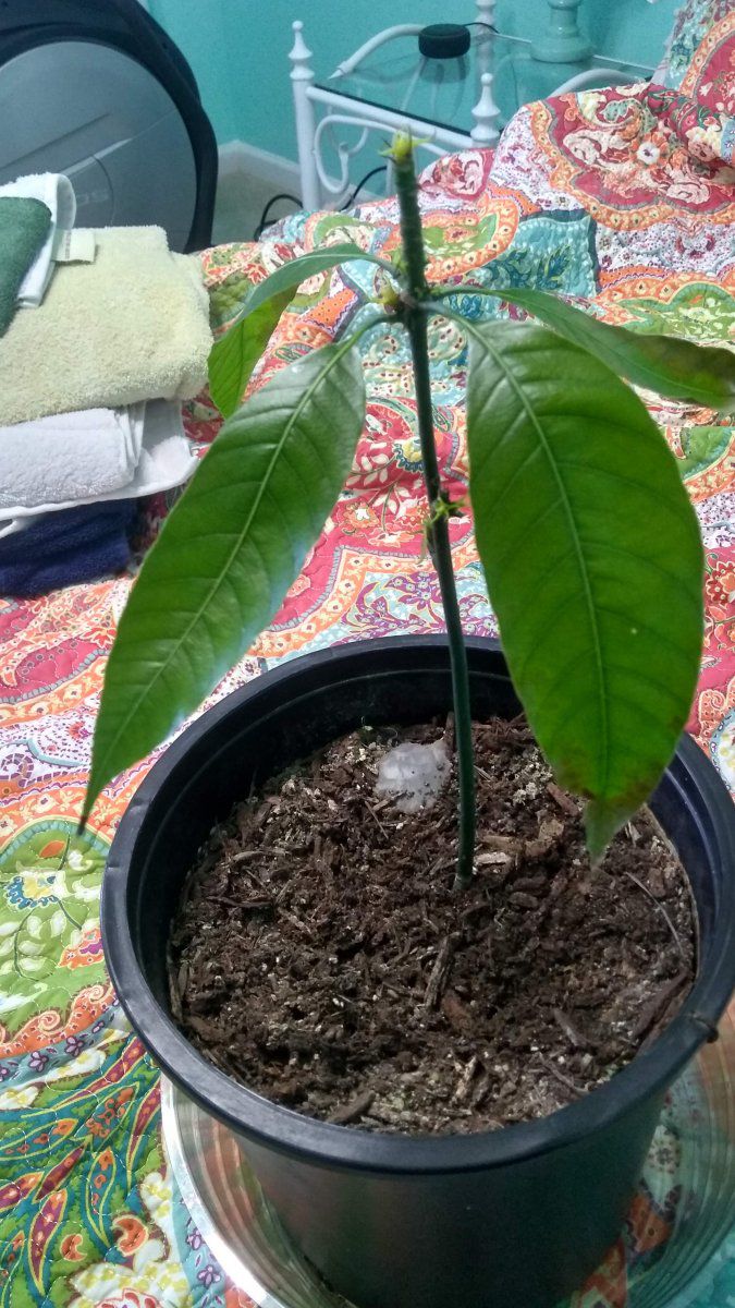 Help with young mango tree! Gardening Forums