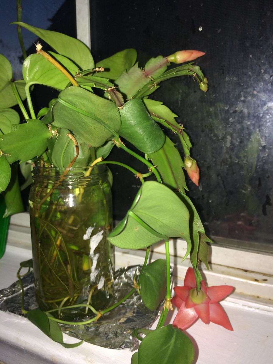 Should I Water Christmas Cactus While Blooming Christmas cactus blooming in water bottle Gardening Forums