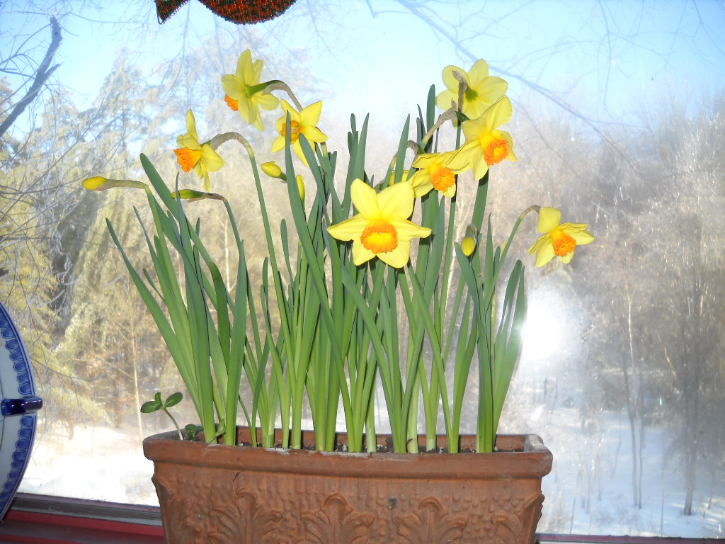 planting daffodils Archives Henry Homeyer