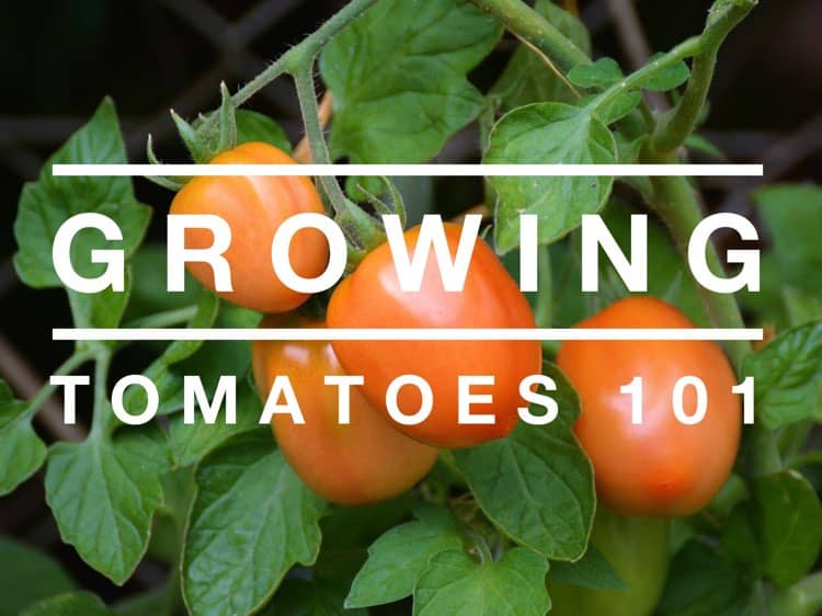 Growing Tomatoes Gardening Channel