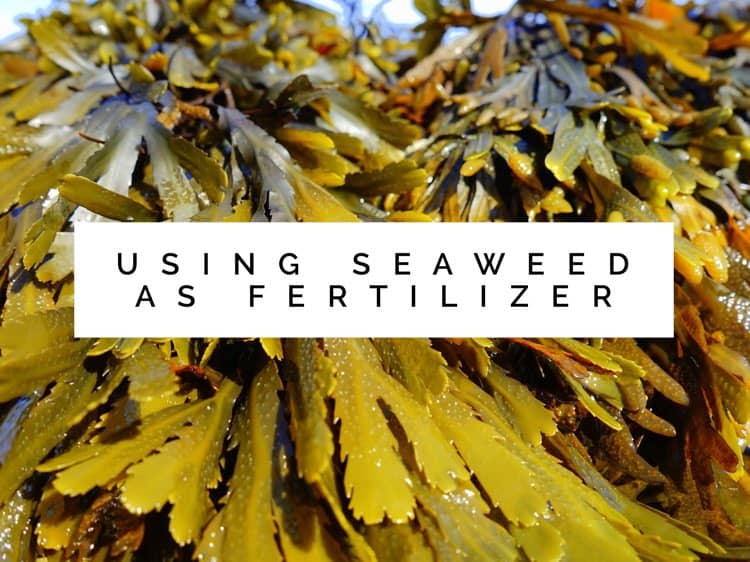 Seaweed as a Natural Fertilizer