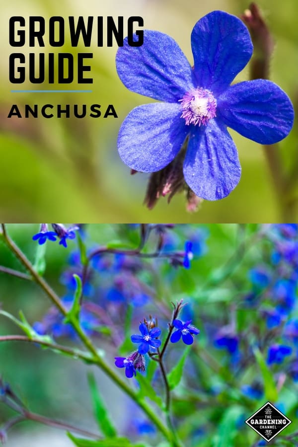 anchusa bloom and dropmore flowers with text overlay growing guide anchusa