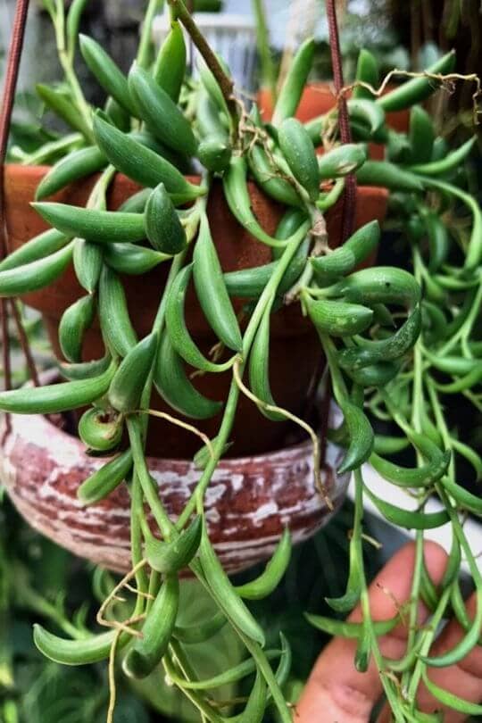 String of Bananas - Senecio radicans