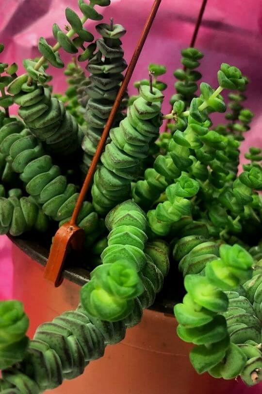 String of Buttons - Crassula perforata