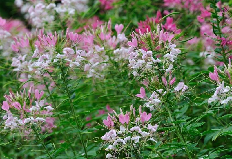 Spider Flower (Cleome spp.)