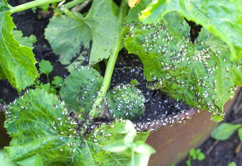 6. Insect “Pests”