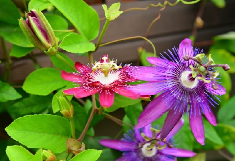 Passiflora spp.