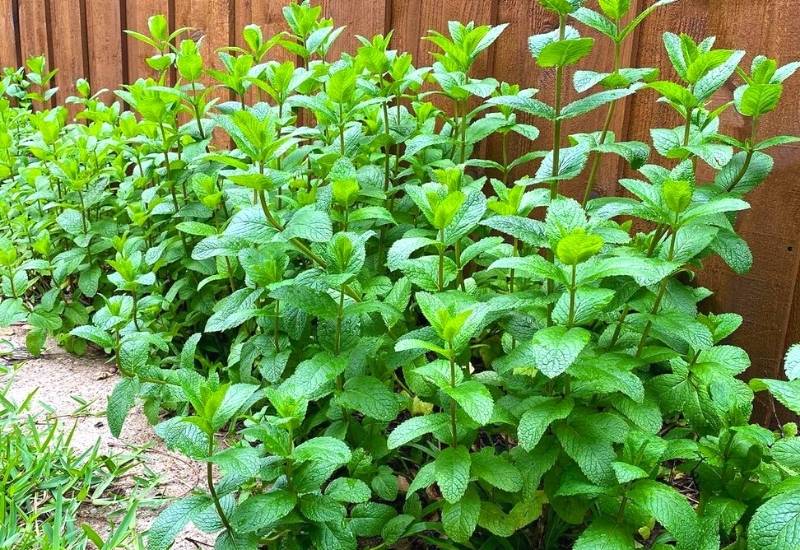 Mint (Mentha spp.)