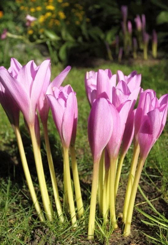 Autumn Crocus (Colchicum spp.)