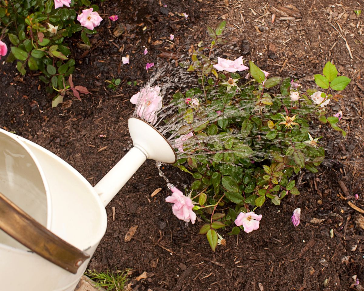 Tips for Watering Roses When, How Often, and How Much Gardening Den