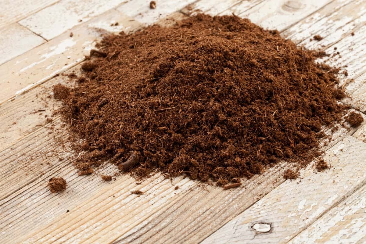 What Is Sphagnum Peat Moss And How To Use It Gardening Dream