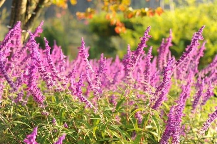 How Much Water Does Lavender Need Gardening Dream