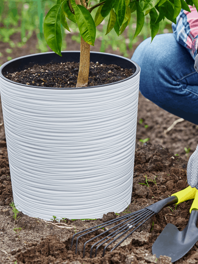 Best Time to Transplant Trees Gardening Dream