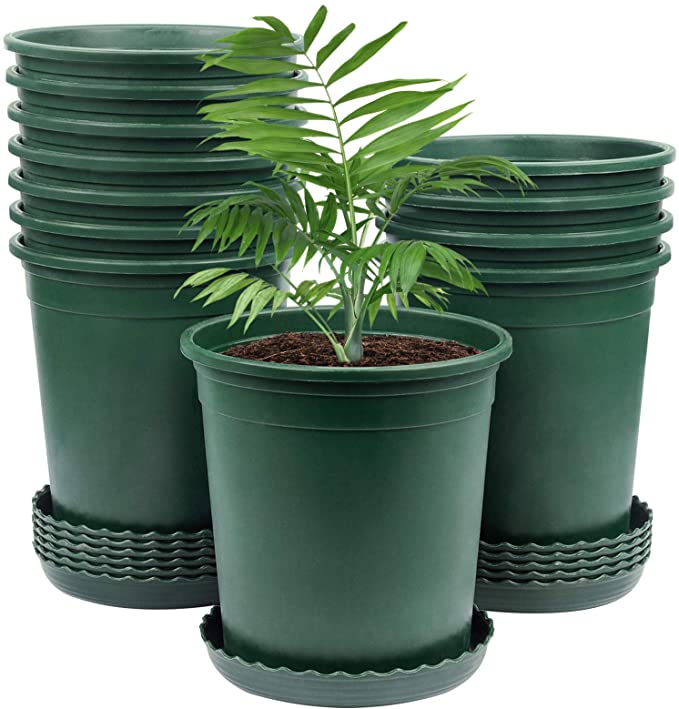 How Long Do Lilies Last With Proper Care Gardening Dream