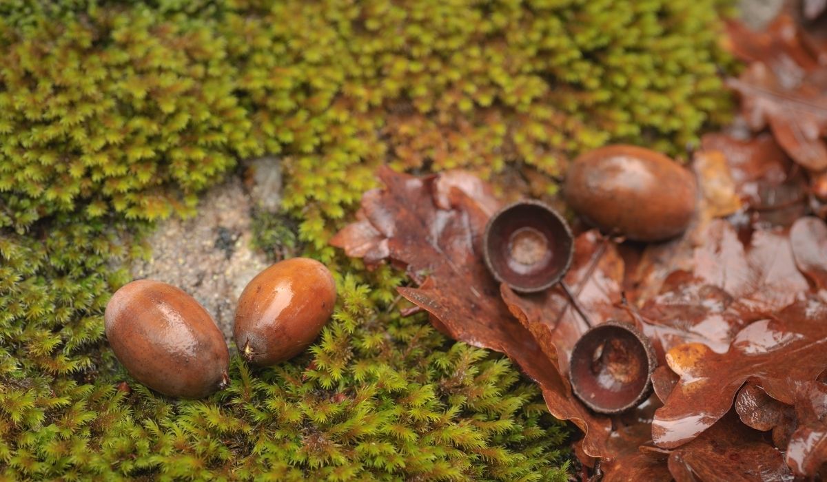 A Complete Guide On How To Leach Acorns Gardening Dream