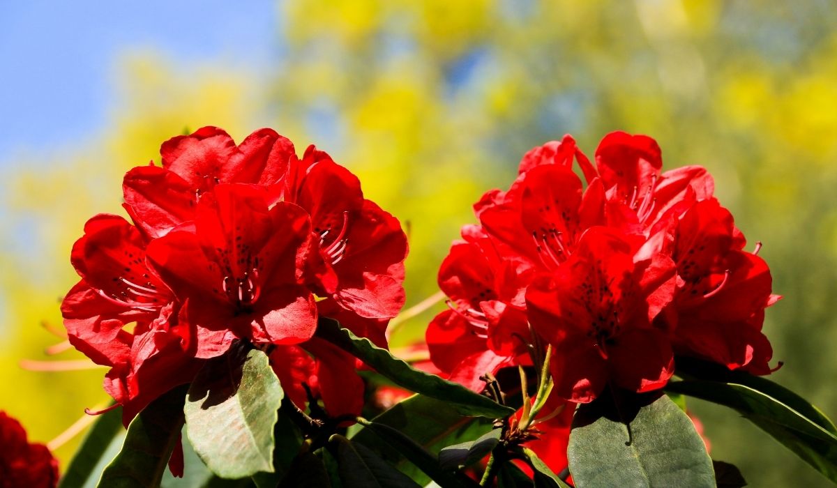 When To Plant Rhododendrons A Complete Guide Gardening Dream